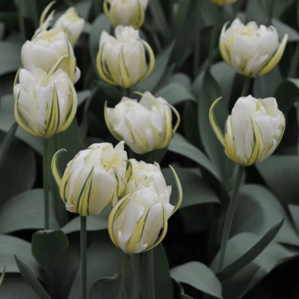 Tulipán Exotic Emperor - Tulipa - cibule tulipánu - 3 ks