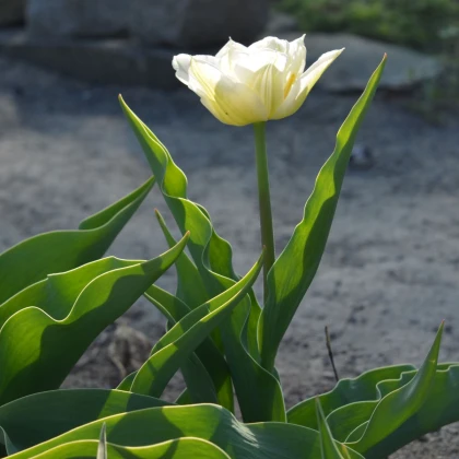 Tulipán Mount Tacoma - Tulipa - cibuloviny - 3 ks