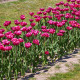 Tulipán Purple Flag - Tulipa - cibule tulipánu - 3 ks