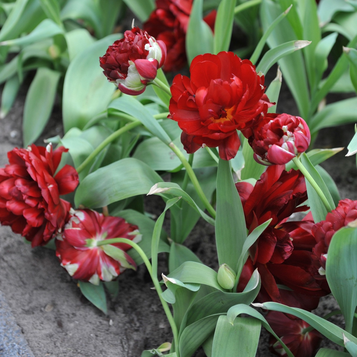 Tulipán Uncle Tom - Tulipa - cibule tulipánu - 3 ks