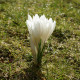Krokus Ard Schenk - Crocus chrysanthus - hlízy krokusu - 3 ks