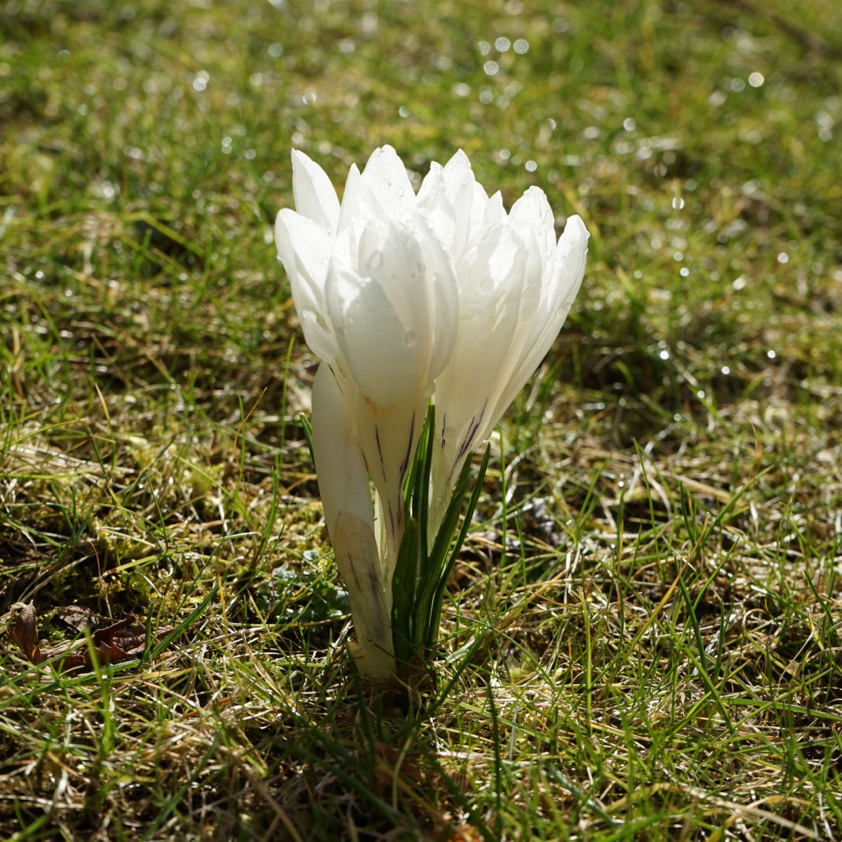 Krokus Ard Schenk - Crocus chrysanthus - hlízy krokusu - 3 ks