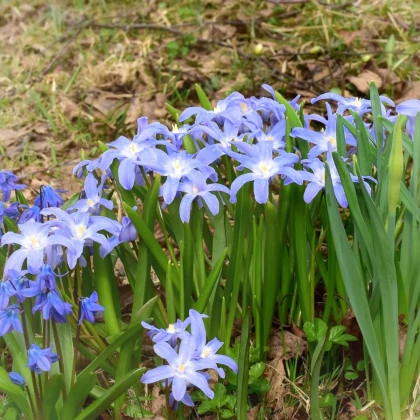 Ladonička Blue Giant - Chionodoxa forbesii - cibule ladoničky - 5 ks