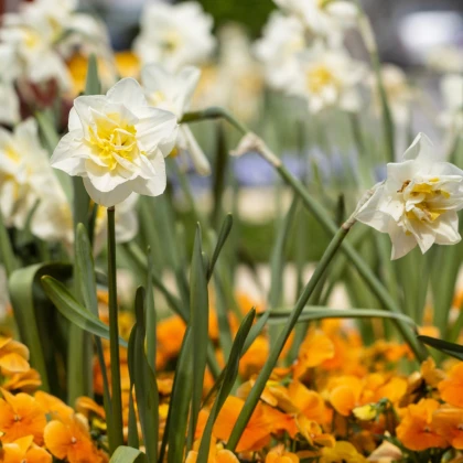 Narcis White Lion - Narcissus - cibule narcisu - 3 ks