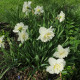Narcis Ice King - Narcissus - cibule narcisu - 3 ks