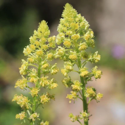Rezeda žlutá - Reseda lutea - semena rezedy - 50 ks