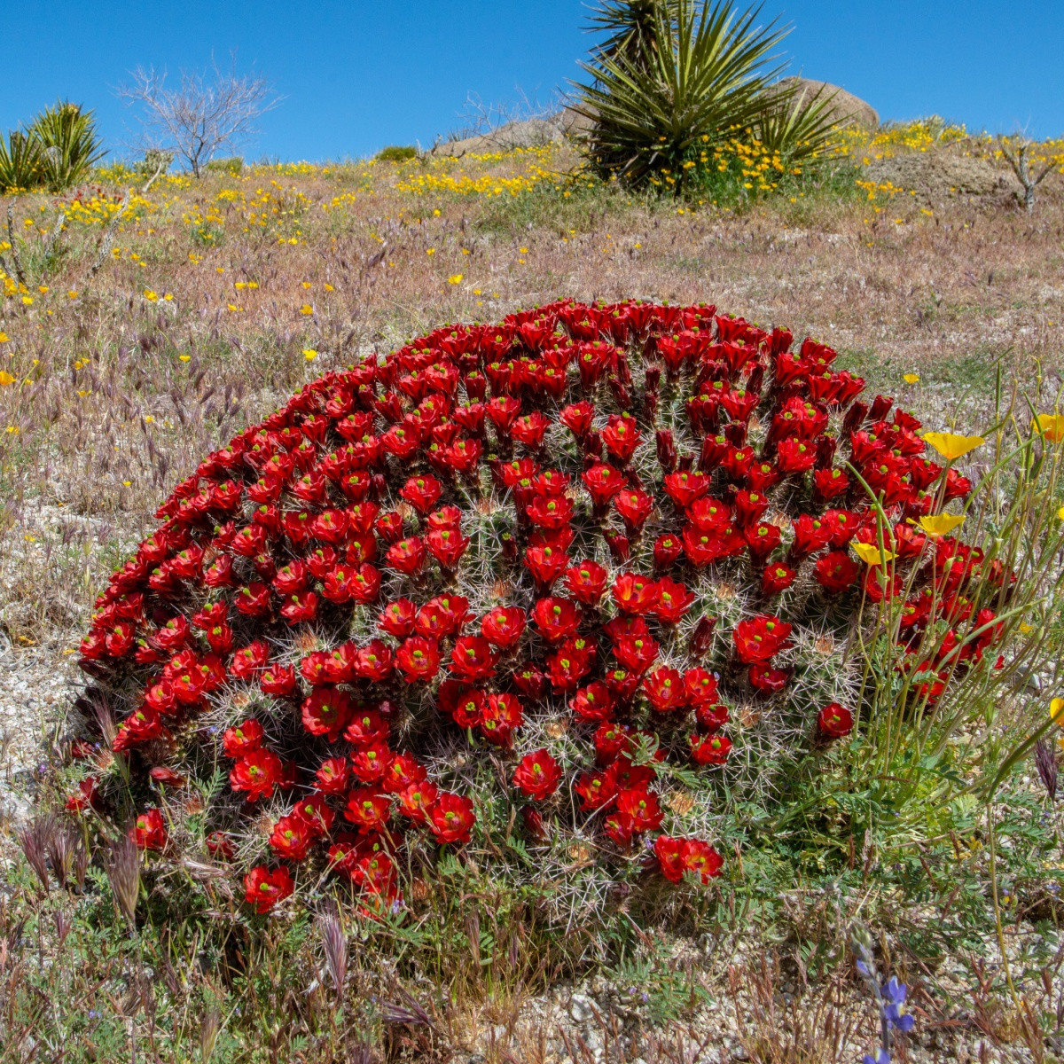 Kaktus - Echinocereus triglochidiatus - semena kaktusu - 8 ks