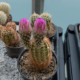 Kaktus - Echinocereus reichenbachii - semena kaktusu - 8 ks