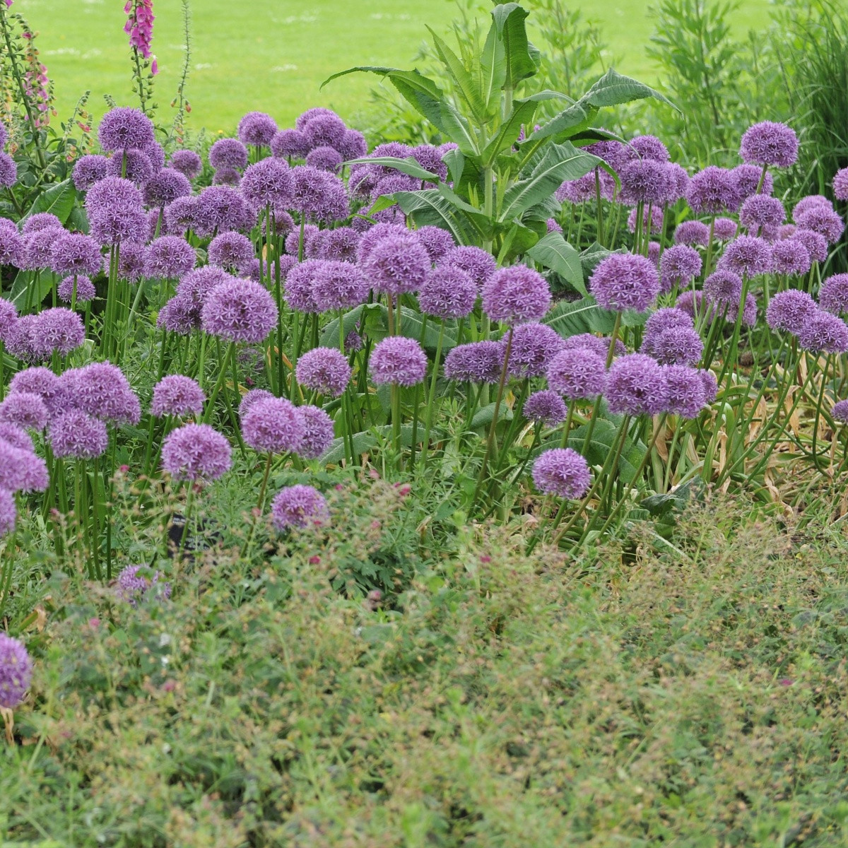 Česnek Globemaster - Allium - cibule okrasného česneku - 1 ks