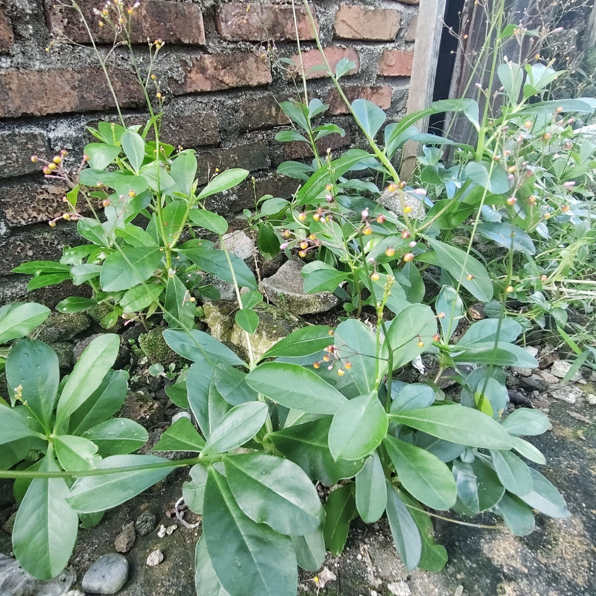 Ženšen korejský - Talinum paniculatum - semena ženšenu - 15 ks
