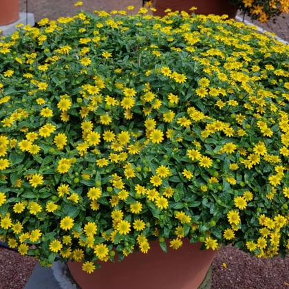 Vitálka položená - Sanvitalia procumbens - semena vitálky - 0,5 g