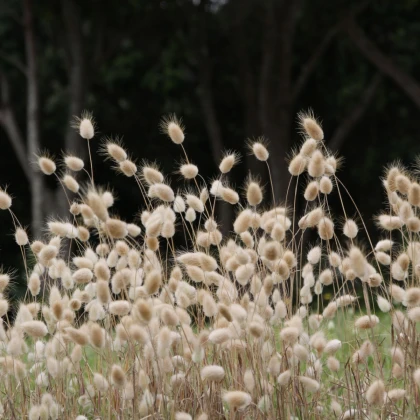 Zaječí ocásek - Lagurus ovatus - semena zaječího ocásku - 20 ks