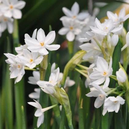 Narcis Paperwhite Ziva - Narcissus - cibule narcisu - 3 ks