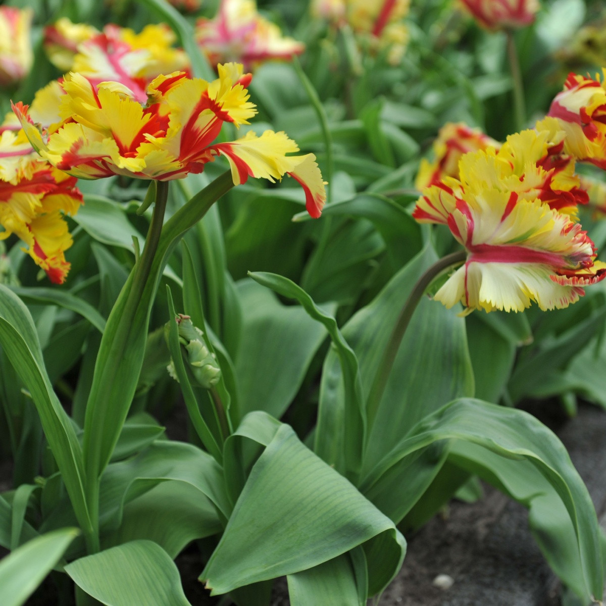 Tulipán Flamming Parrot - Tulipa - cibule tulipánu - 3 ks