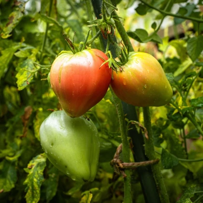 Rajče Oxheart Pink - Solanum lycopersicum - semena rajčete - 5 ks