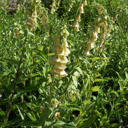 Náprstník žlutý - Digitalis lutea - semena náprstníku - 60 ks