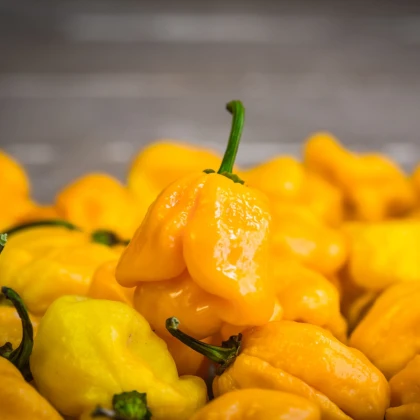 Chilli Trinidad scorpion butch žluté – Capsicum chinense – semena chilli – 5 ks