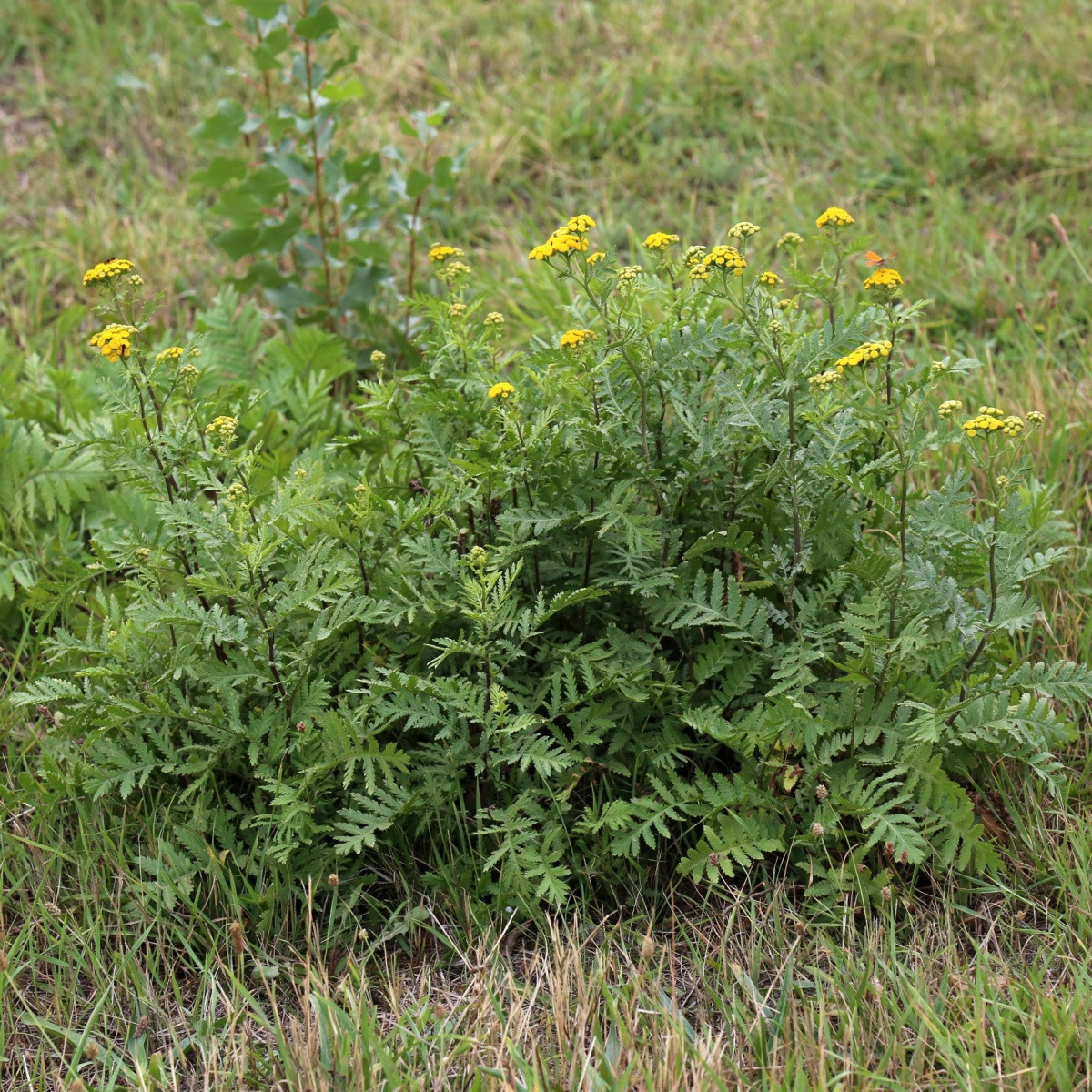 Kopretina vratič - Vratič obecný - Tanacetum vulgare - semena kopretiny - 300 ks