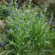 Fokföldi pilát – Anchusa capensis – pilát magok – 50 db