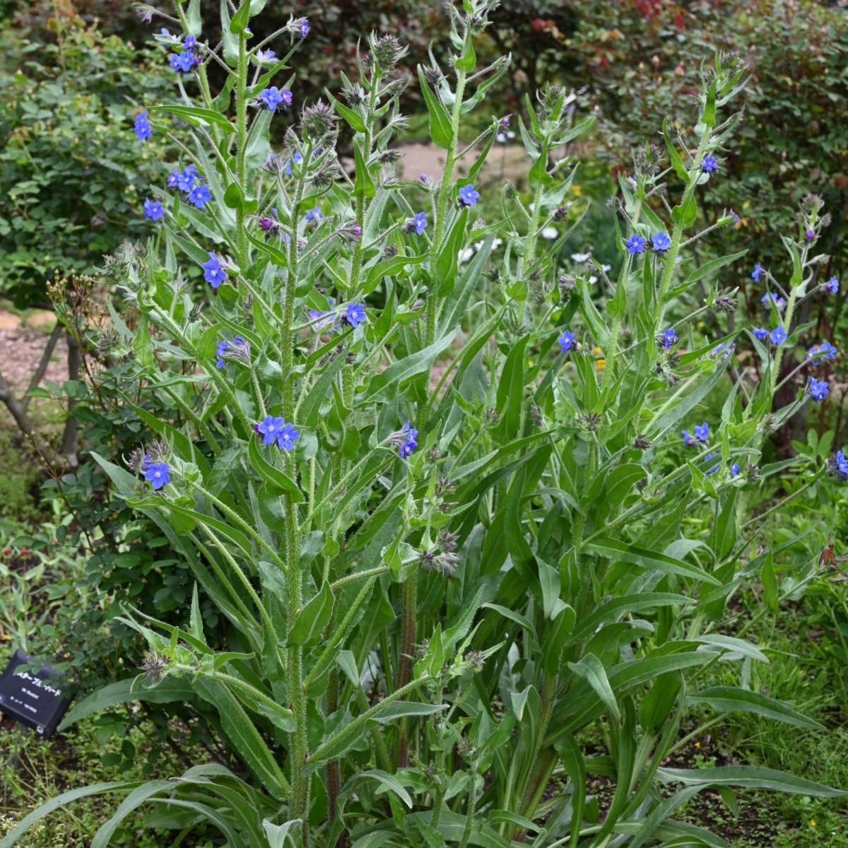 Fokföldi pilát – Anchusa capensis – pilát magok – 50 db