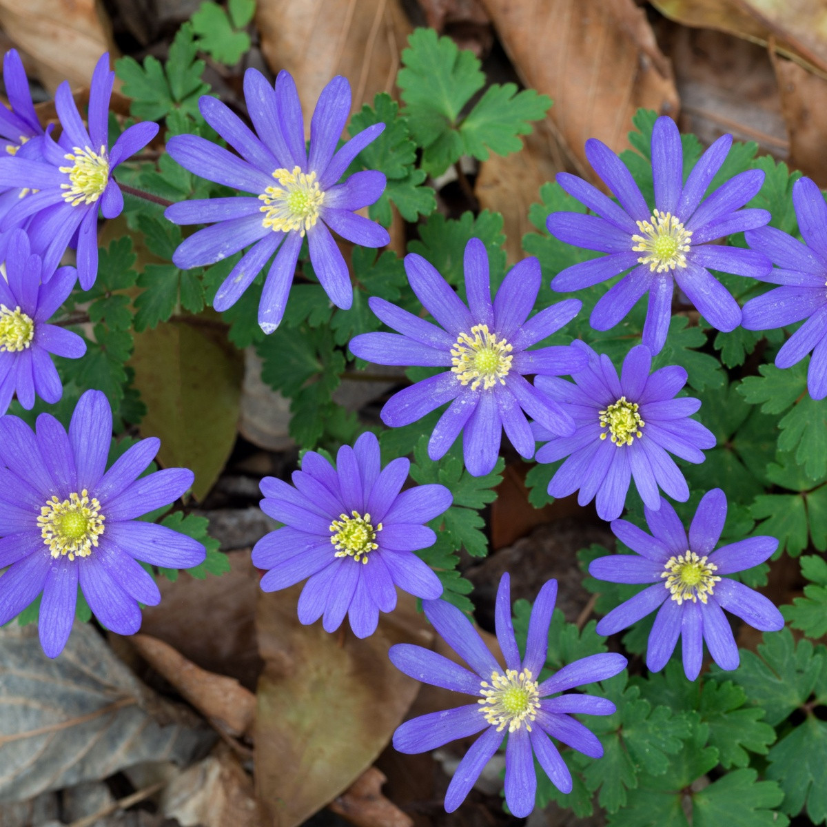 Sasanka Blue Shades - Anemone blanda - hlízy sasanky - 3 ks