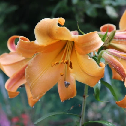 Lilie African Queen - Lilium - cibule lilie - 1 ks