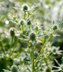 Máčka bílá White glitter - Eryngium planum - semena máčky - 10 ks