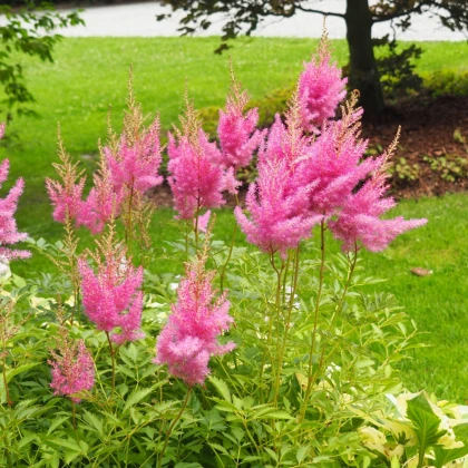 Čechrava arendsii růžová - Astilbe arendsii - semena čechravy - 10 ks