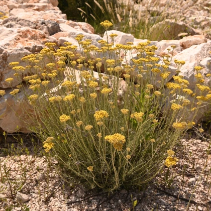 Smil Italský - Helichrysum italicum - semena smilu - 200 ks