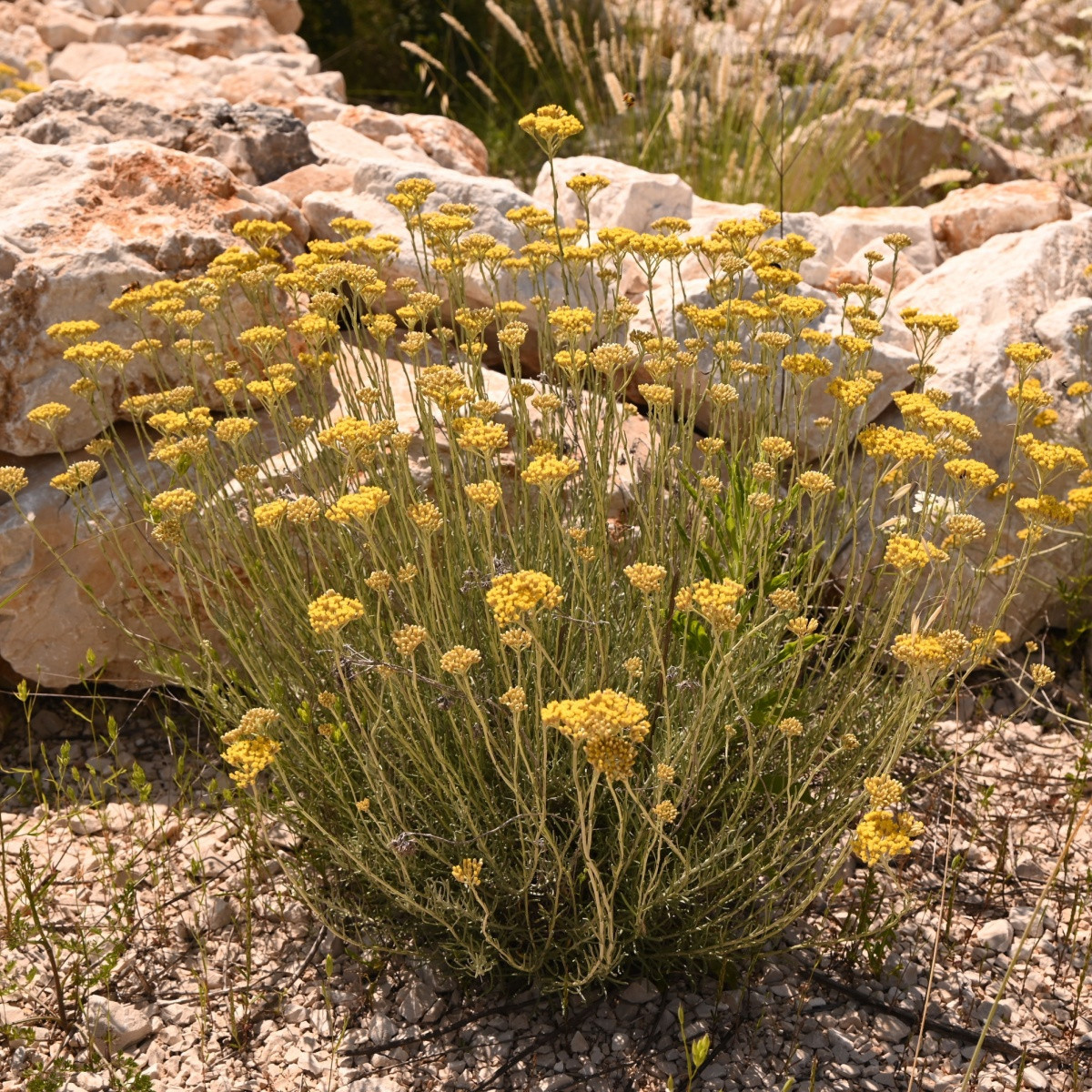 Smil Italský - Helichrysum italicum - semena smilu - 200 ks