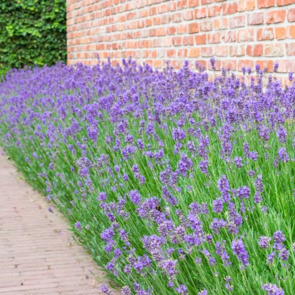 Levandule Ellegance Purple - Lavandula angustifolia - semena levandule - 15 ks