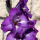 Gladiol Blue Isle - Gladiolus - hlízy mečíku - 3 ks