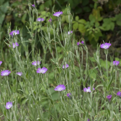 Koukol polní - Agrostemma githago - semena koukolu - 50 ks