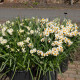 Narcis Geranium - Narcissus L. - cibule narcisu - 3 ks