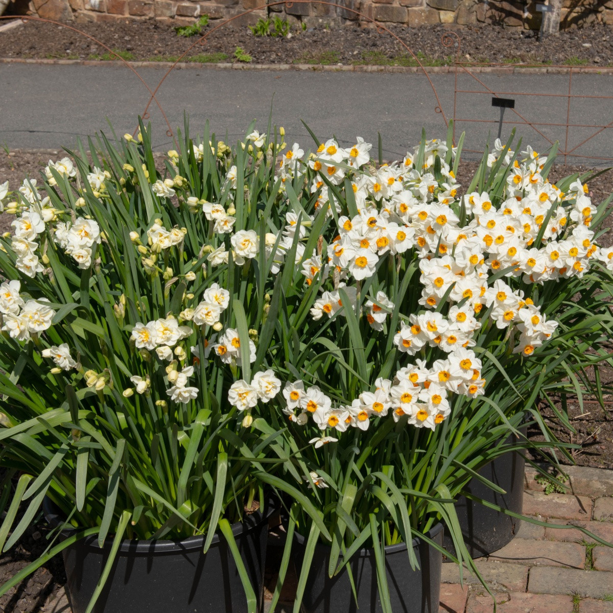 Narcis Geranium - Narcissus L. - cibule narcisu - 3 ks
