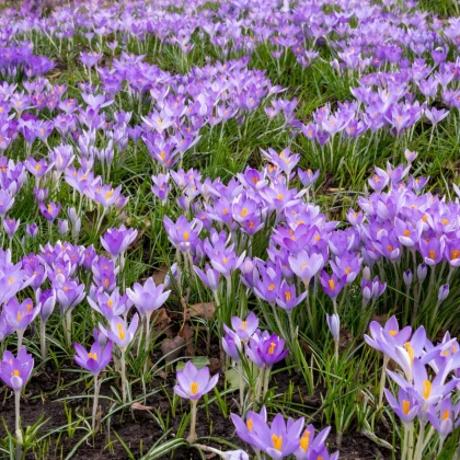 Krokus Tomasiniho Lilac Beauty - Crocus tommasinianus - hlízy krokusu - 3 ks
