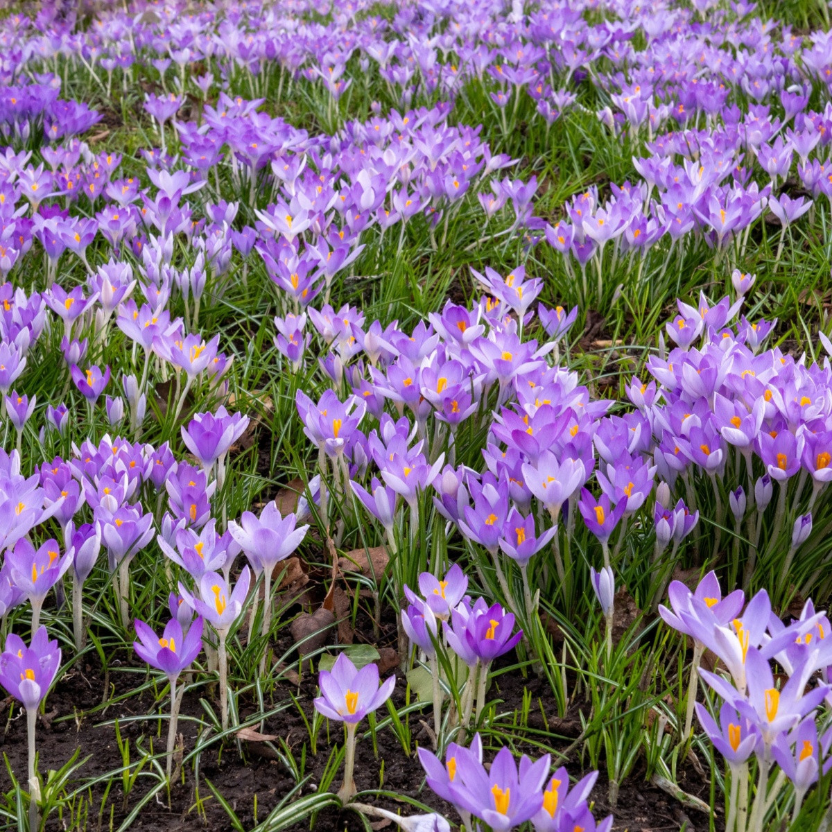 Krokus Tomasiniho Lilac Beauty - Crocus tommasinianus - hlízy krokusu - 3 ks