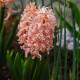 Hyacint Gipsy Queen - Hyacinthus L. - cibule hyacintu - 1 ks