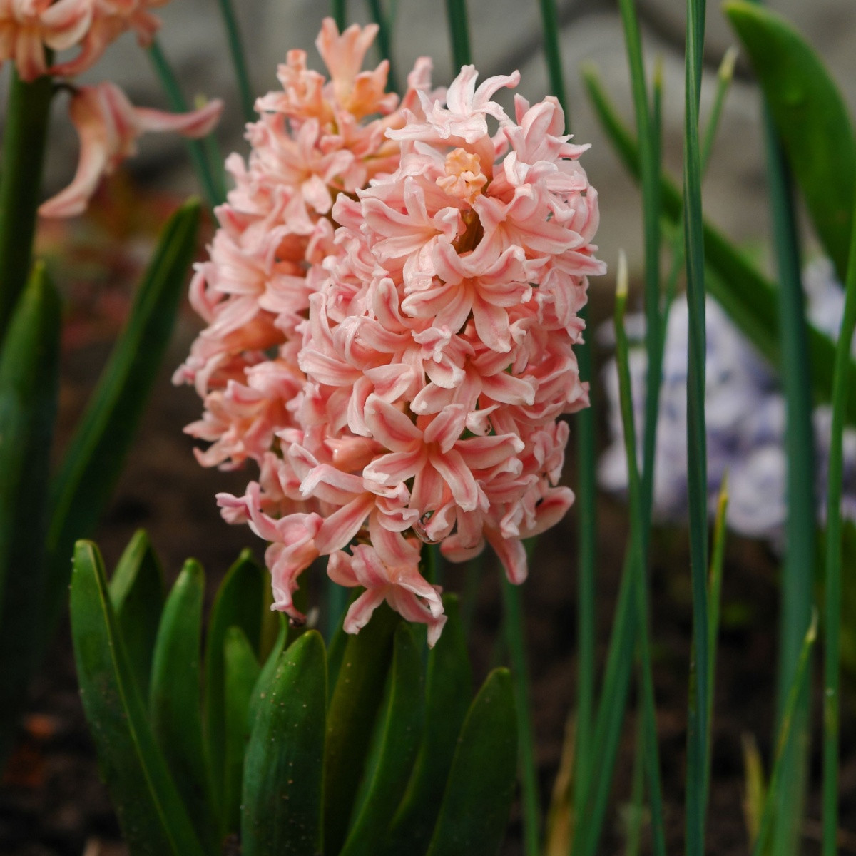 Hyacint Gipsy Queen - Hyacinthus L. - cibule hyacintu - 1 ks