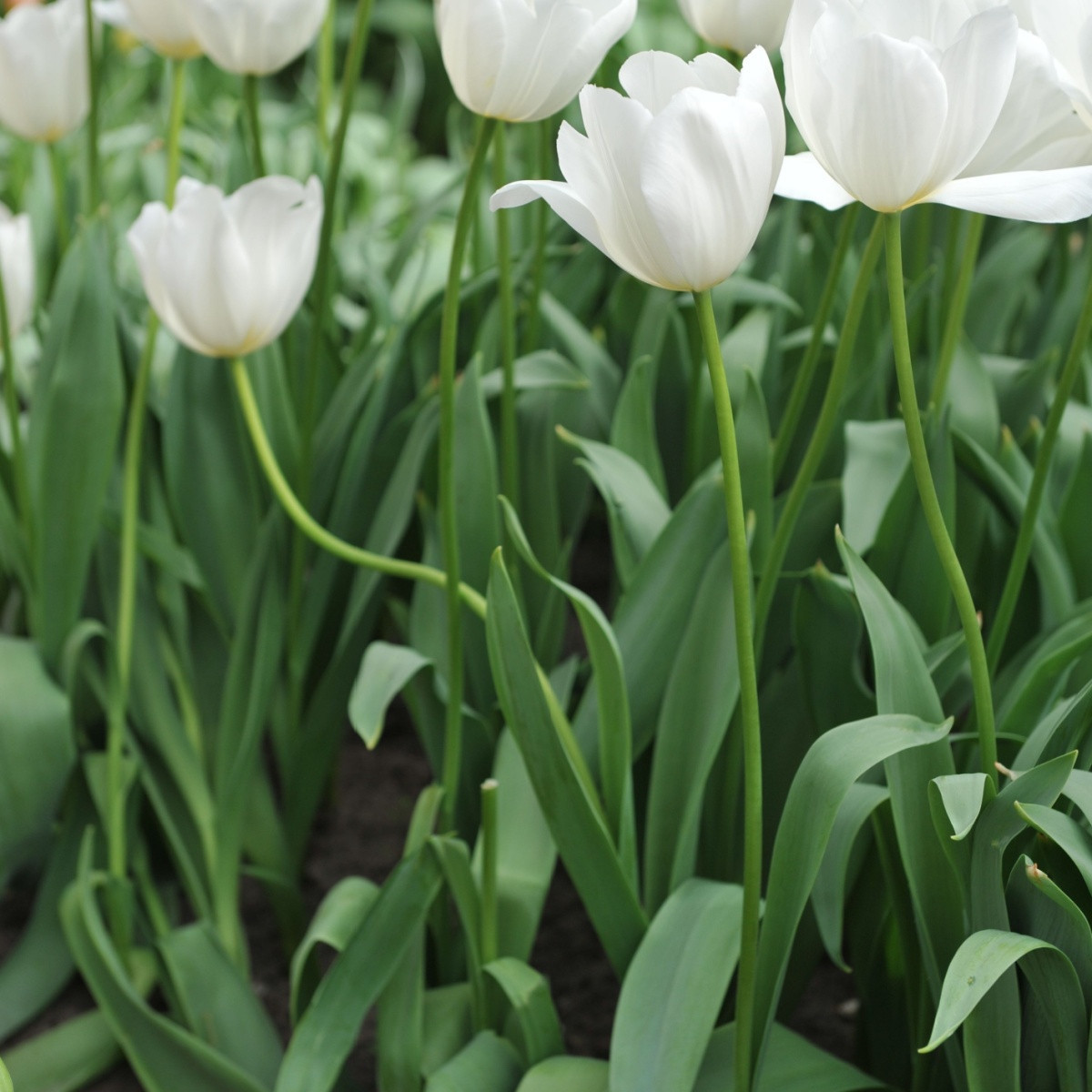 Tulipán Clearwater - Tulipa - cibule tulipánu - 3 ks