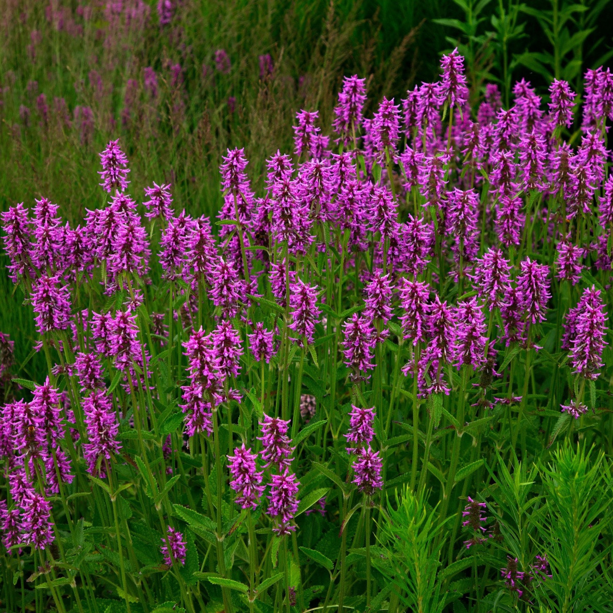 Bukvice lékařská - Betonica officinalis - semena bukvice - 20 ks