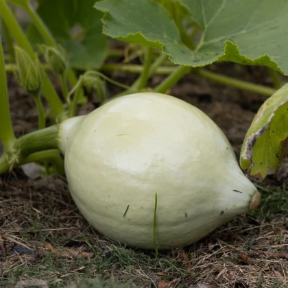 Tykev Blue Hubbard - Cucurbita maxima - semena tykve - 7 ks