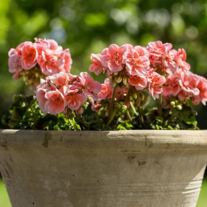Muškát páskatý Nekita Salmon F1 - Pelargonium zonale - semena muškátu - 4 ks