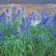 Zsálya Victoria Blue - Salvia farinacea - zsálya magok - 20 db