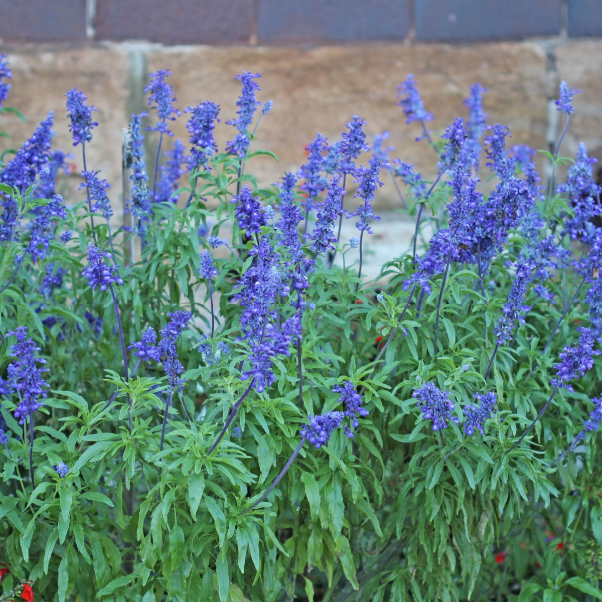 Šalvěj pomoučená Strata - Salvia farinacea - semena šalvěje - 20 ks