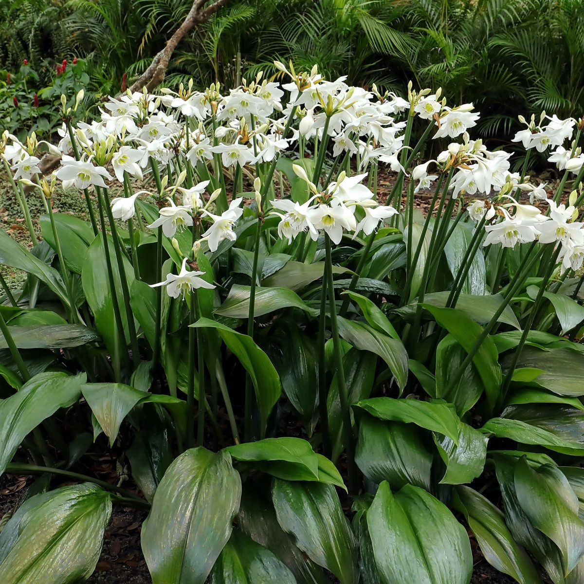 Líbenka - Eucharis - cibule líbenky - 1 ks