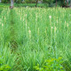 Tuberóza vonná - Polianthes tuberosa - hlízy tuberózy - 1 ks