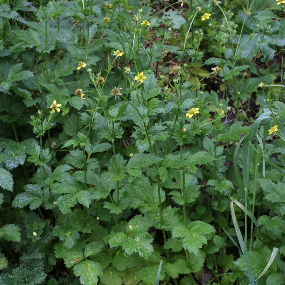 Kuklík městský - Geum urbanum - semena kuklíku - 50 ks