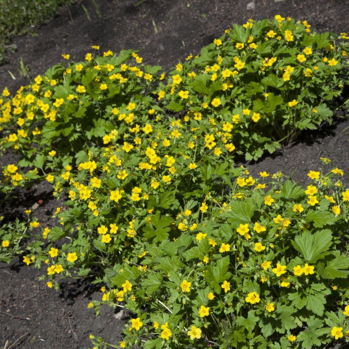 Kuklík městský - Geum urbanum - semena kuklíku - 50 ks