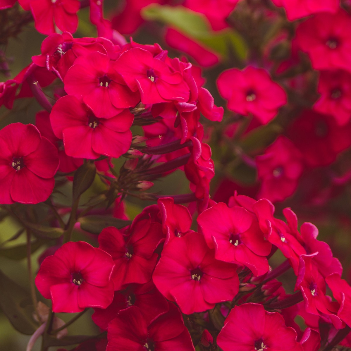 Plaménka červená - Phlox - prostokořenné sazenice plaménky - 1 ks